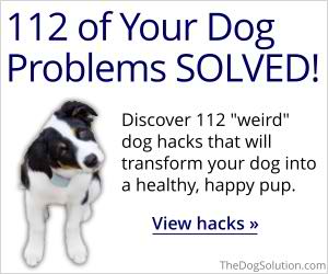 The Dog Solution